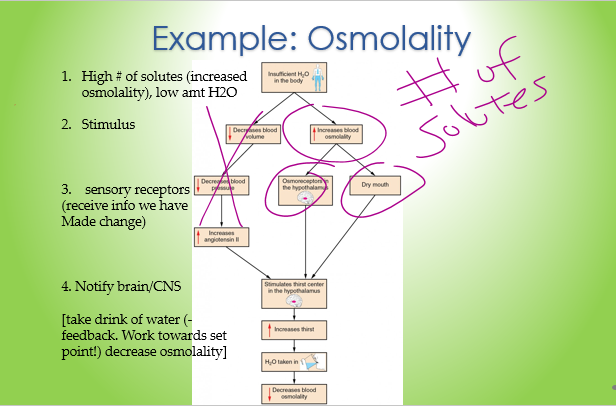 <p>(4)  Explain how the body detects changes in the ________ (# of solutes) of plasma and describe the  regulatory mechanisms by which a proper range of plasma osmolality is maintained.</p><p>(look at the solution)</p>