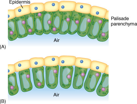 <p>Cells beneath the upper epidermis that contain chloroplasts for photosynthesis.</p>