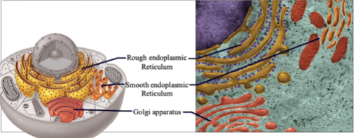 <p>Composed of:</p><ul><li><p>Rough Endoplasmic Reticulum (RER)</p></li><li><p>Smooth Endoplasmic Reticulum (SER)</p></li><li><p>Golgi Apparatus</p></li></ul><p>Function:</p><ul><li><p>Produce and modify molecules for export to other parts of the organism</p></li><li><p>Break down toxic chemicals and cellular-by products</p></li></ul>