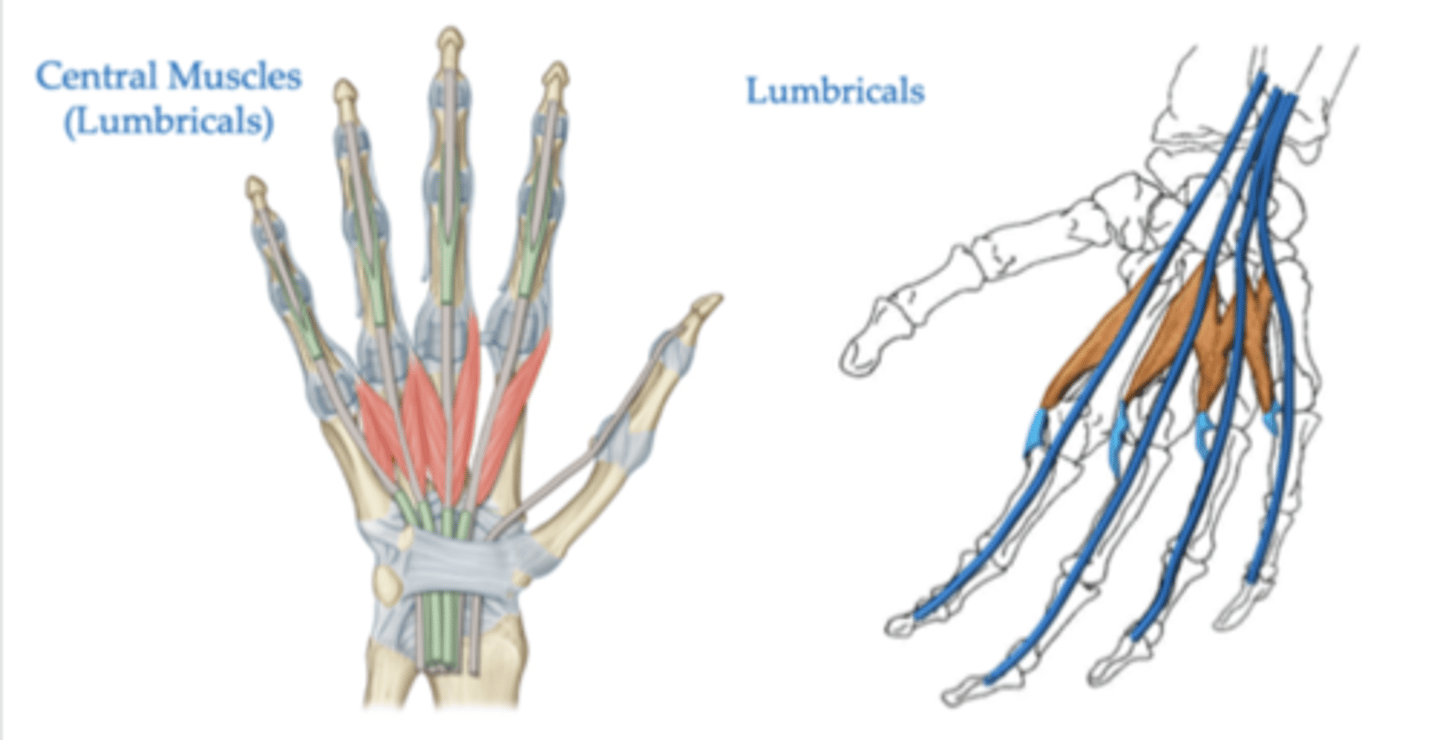 <p>flex metacarpal-phalangeal joints and extend the interphalangeal joints of fingers</p>