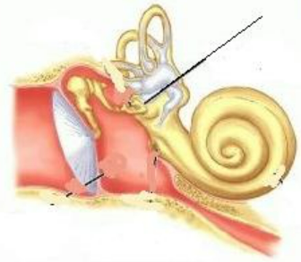 membrane, deep to stapes