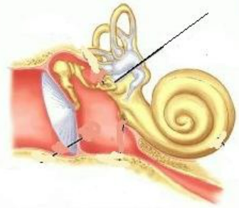 <p>membrane, deep to stapes</p>