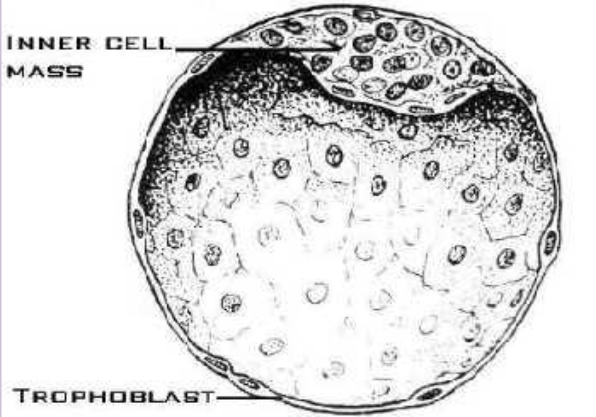 <p>Blastocyst</p>