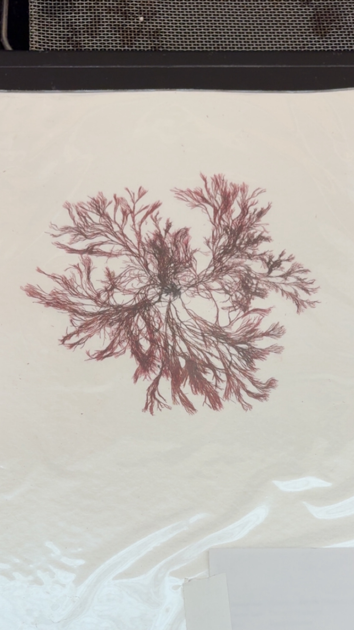 <p>What phylum</p>