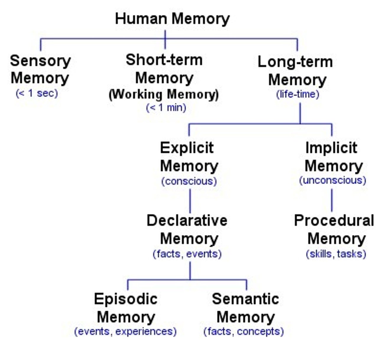 <p>(A) Long-term Memory</p><p>Long-term Memory can hold almost limitless amounts of information, and includes implicit and explicit memories.</p>