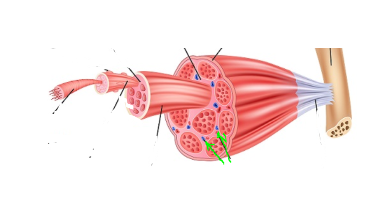 <p>(SkelMusc) Blood Vessel</p>