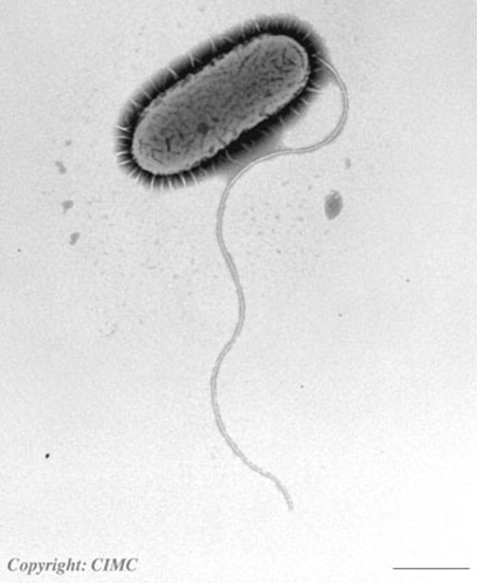 <p>A long, whip-like filament that helps in cell motility. Many bacteria are flagellated, and sperm are flagellated.</p>