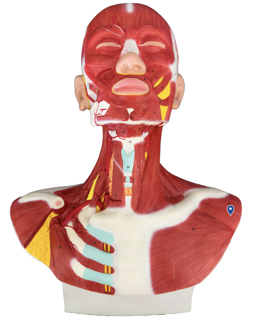 <p>What is an action of the deltoid ?</p>