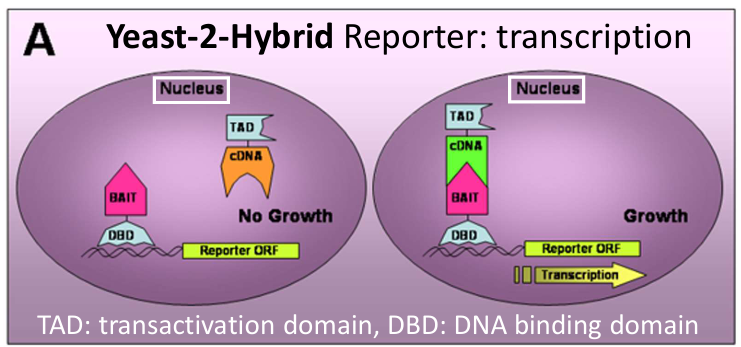 <p><strong><u>What?</u></strong></p><p>The Yeast Two-Hybrid (Y2H) system is a method used to detect protein–protein interactions <em>in vivo</em>, specifically within the nucleus of yeast cells.</p><p><strong><u>How?</u></strong></p><p>The Y2H system is based on modular transcription factors which have:</p><ul><li><p class="">A DNA-binding domain (DBD): binds to a specific DNA sequence.</p></li><li><p class="">A transcription activation domain (TAD): recruits the transcriptional machinery.</p></li></ul><p class="">On their own, neither domain can activate transcription, they must be together on the same protein (or brought into proximity) to initiate transcription of a reporter gene.</p><p class="">The protein of interest (bait) is fused to a DBD, and a potential interacting partner (prey) is fused to a TAD. Only if the two proteins interact will the DBD and TAD be brought together and induce transcription. This leads to transcription of the reporter gene.</p><p></p>