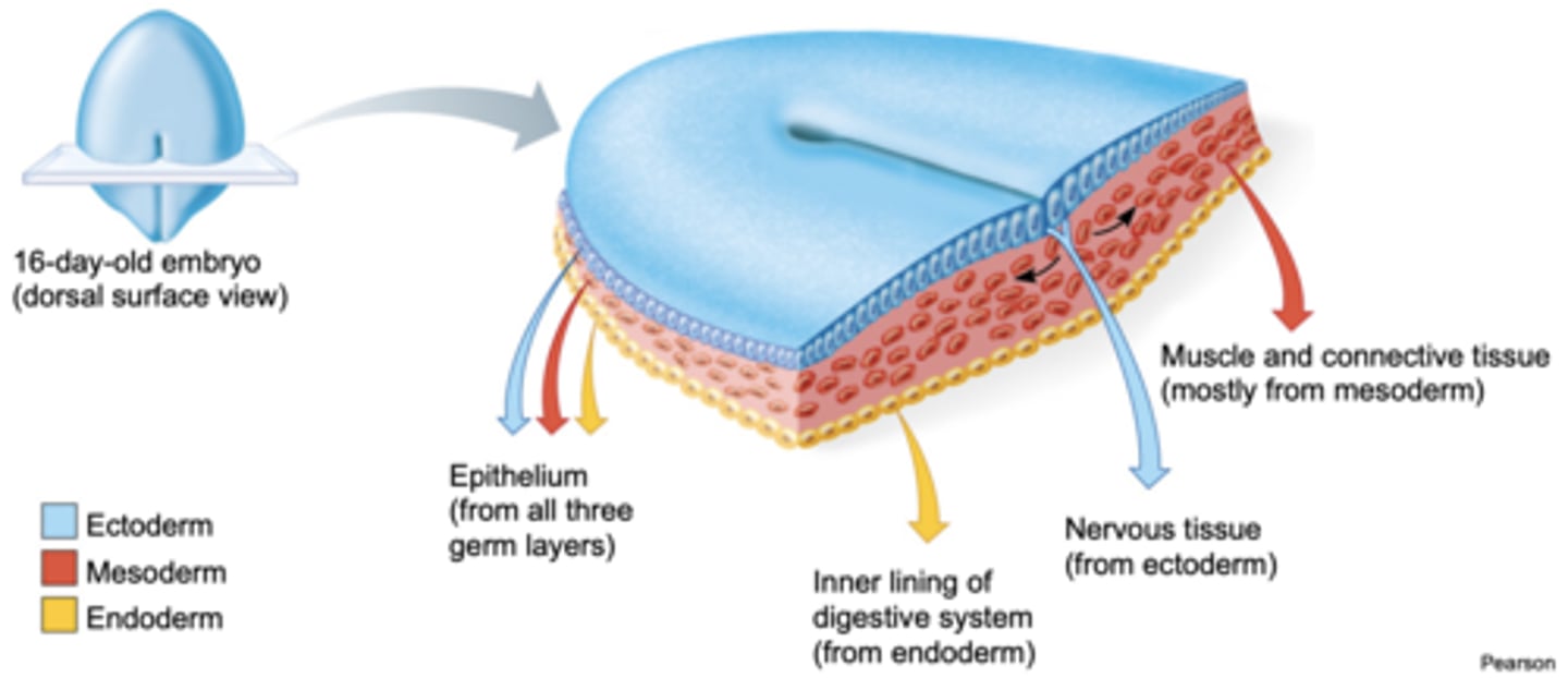 <p>1) Ectoderm (dorsal layer)<br>2) Mesoderm (middle layer)<br>3) Endoderm (ventral layer)</p>