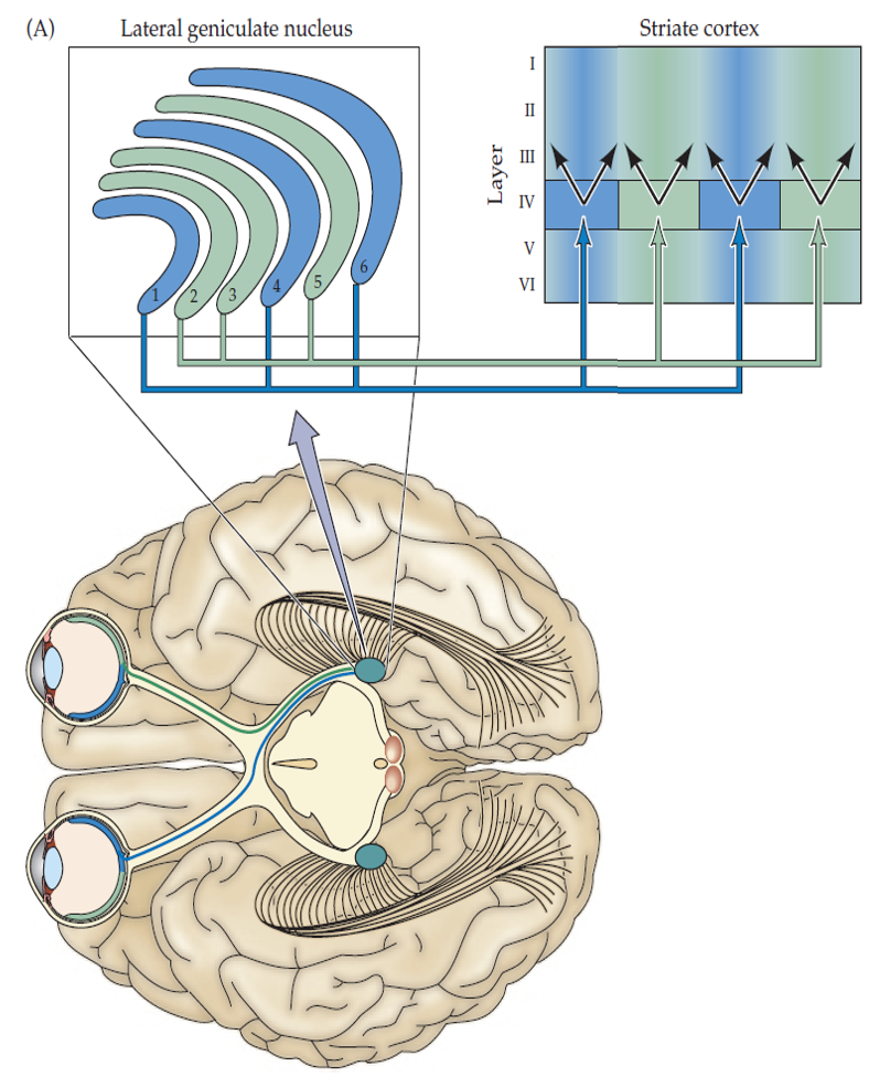 <p>•<em>Cortical layer 4 is primarily where we get the mix in the striate cortex</em></p>