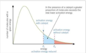 <p>A catalyst provides an alternative route with a lower activation energy. Compares to Ea, a greater proportion of molecules now have an energy equal to or greater than Ec. On collision, more molecules will react to form products, increasing the rate of reaction.</p>