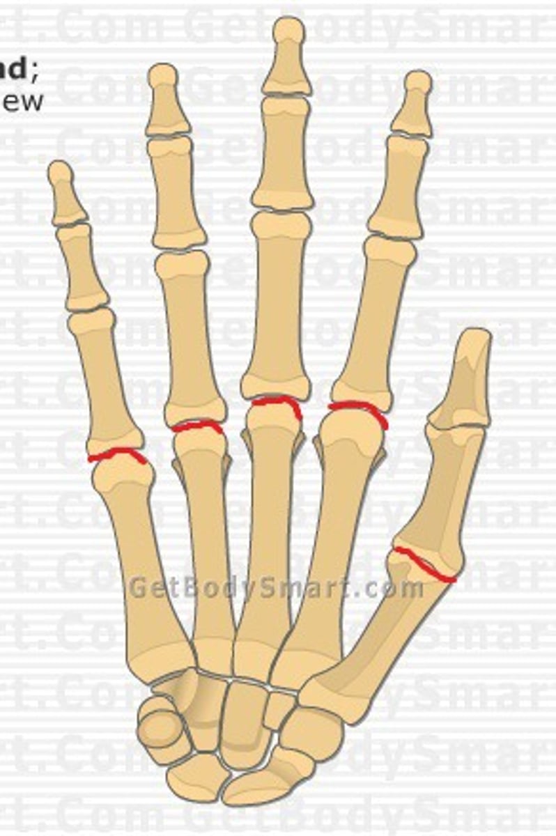<p>knuckles; where fingers meet hand</p>