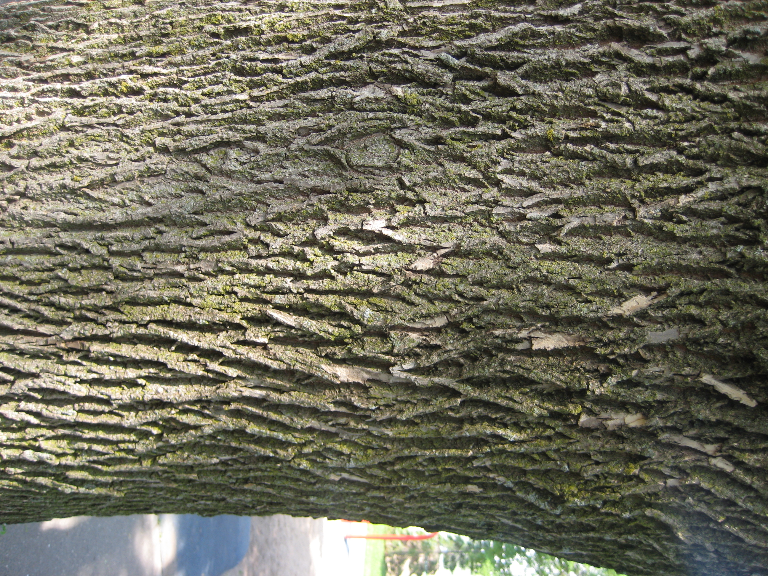 <p>green ash, Fraxinus pennsylvanica, Oleaceae</p>