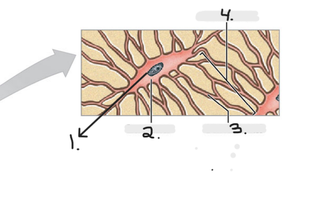Name the structure for #2