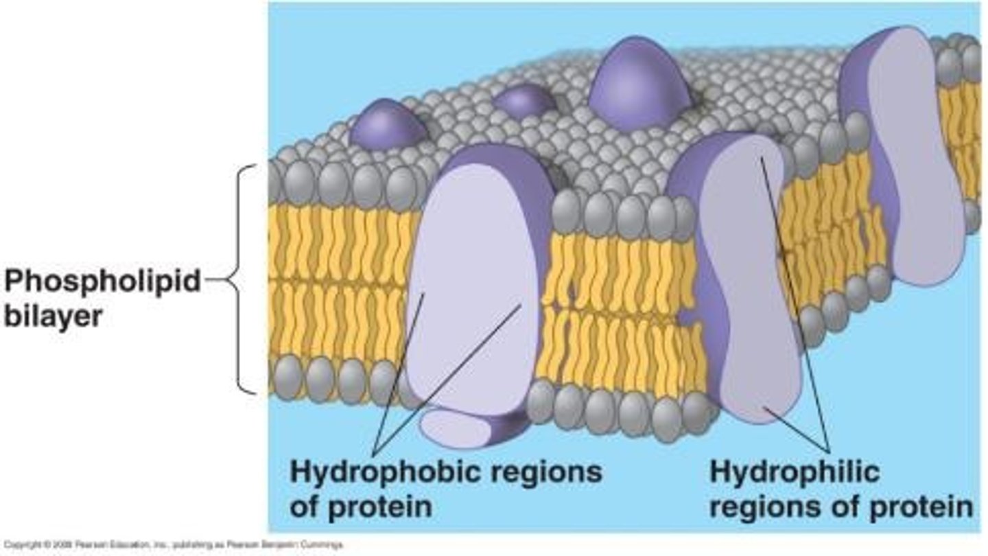 <p>A fluid mosaic of lipids and proteins.</p>