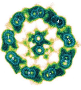 <p>inside flagella= extend along length of flagellum</p><ul><li><p>9 pairs of microtubules surround a pair of flagellum</p></li><li><p>9+2 arrangement (in picture, notice the two flagellum in center)</p></li><li><p>also exist in cilia</p></li></ul><p></p>