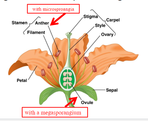 <p>Flowers are modified leaves made of four rings (or “whorls”)</p><p><strong>Sepals</strong>, <strong>petals</strong>, <strong>stamens</strong> (male organ containing microsporangia), and <strong>carpels</strong> (female organ with an ovary containing the megasporangium)</p>