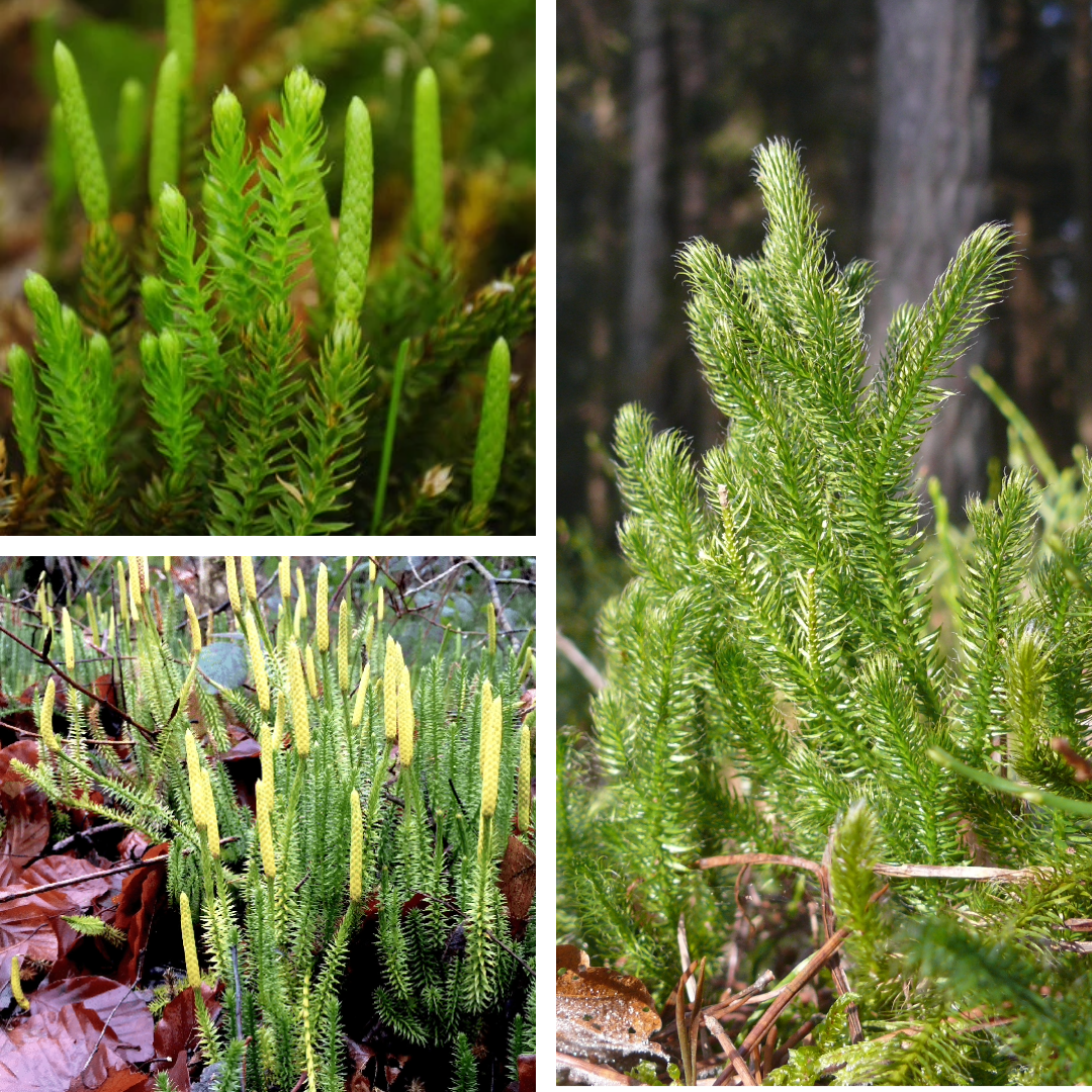 <p>Club Moss</p><p>look like little trees</p>