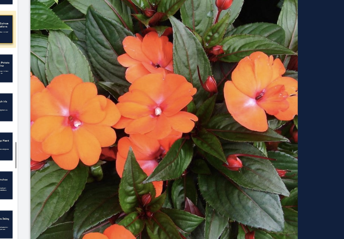 <p>Impatiens hawkeri </p>