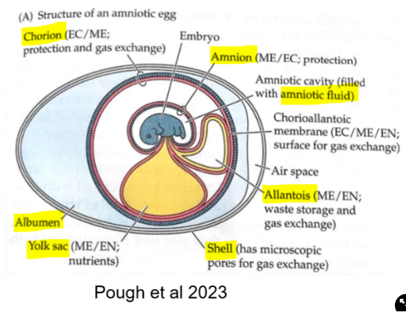 <ul><li><p>Albumin→ surround chorion, source of protein and water</p></li><li><p>Shell→ surrounds albumin, added from female tract later on</p></li><li><p>Yolk sac→ food source</p><ul><li><p>Germinal disc→ where embryo is fertilised</p></li><li><p>Chalaza→ keeps yolk in position</p></li></ul></li></ul>