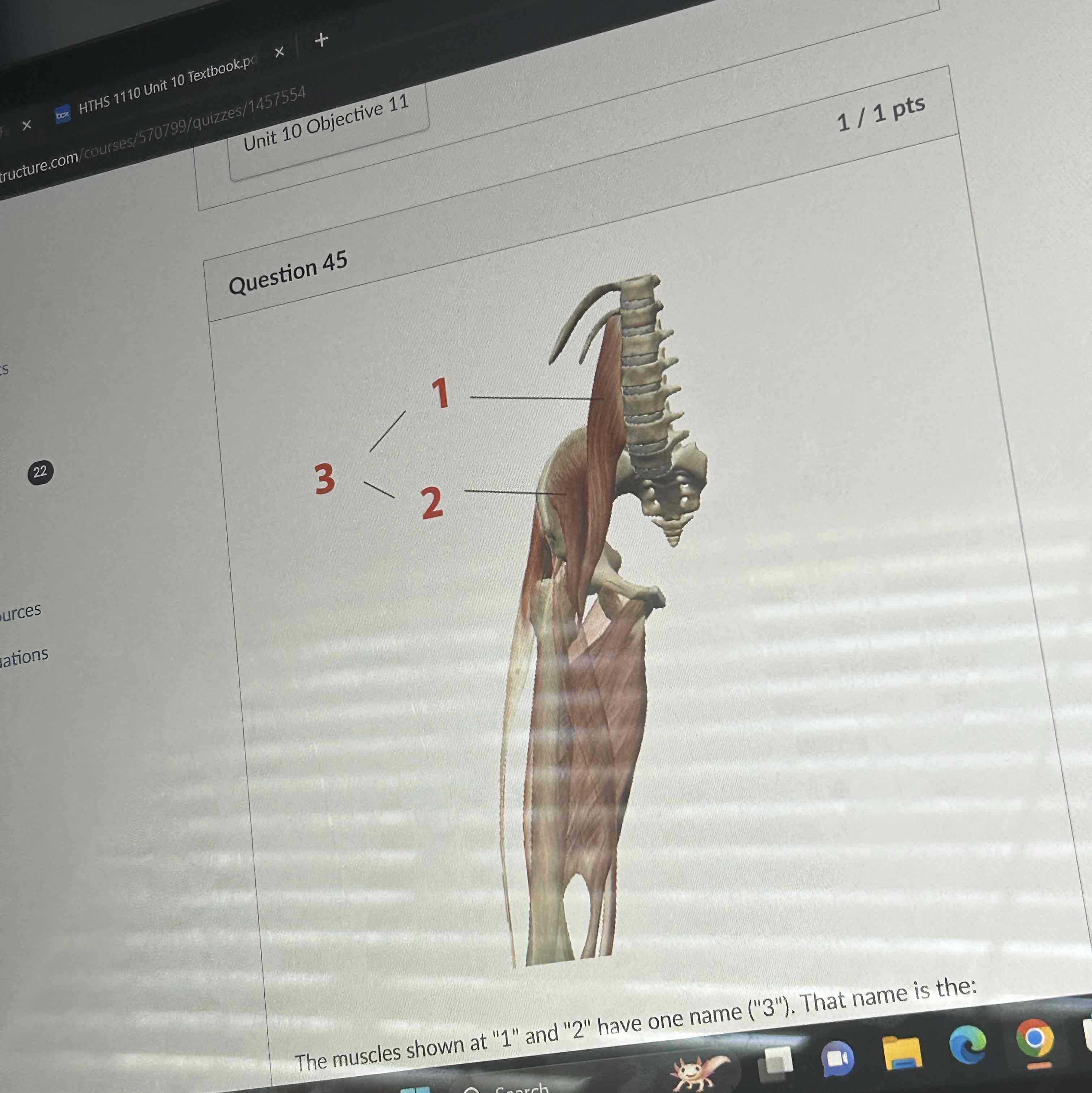 <p>The muscle shown at one and two have one name (3”)</p>