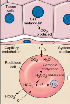 <p><strong>H<sup>+ </sup>ions</strong></p><p>-H<sup>+ </sup>ions&nbsp;binds to haemoglobin to form<strong> haemoglobinic acid </strong>[<span>acts as a buffer (preventing pH change)]</span></p><p>-this reduces haemoglobin’s affinity for oxygen</p><p>-this causes haemoglobin to release oxygen</p><p>-this prevents the blood from becoming too acidic</p><p><strong>hydrogencarbonate ions</strong></p><p>-hydrogencarbonate ions diffuse out of the red blood cell and are transported into the plasma</p>