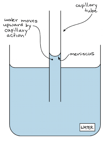 <p>When water molecules stick to other substances (like glass). Helps water move up plant stems.</p>