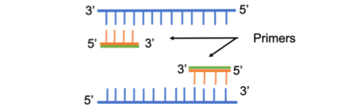 <p>A short single-stranded sequence of DNA.</p><p>Primers anneal to a specific complementary sequence on the DNA strand we want to replicate.</p>