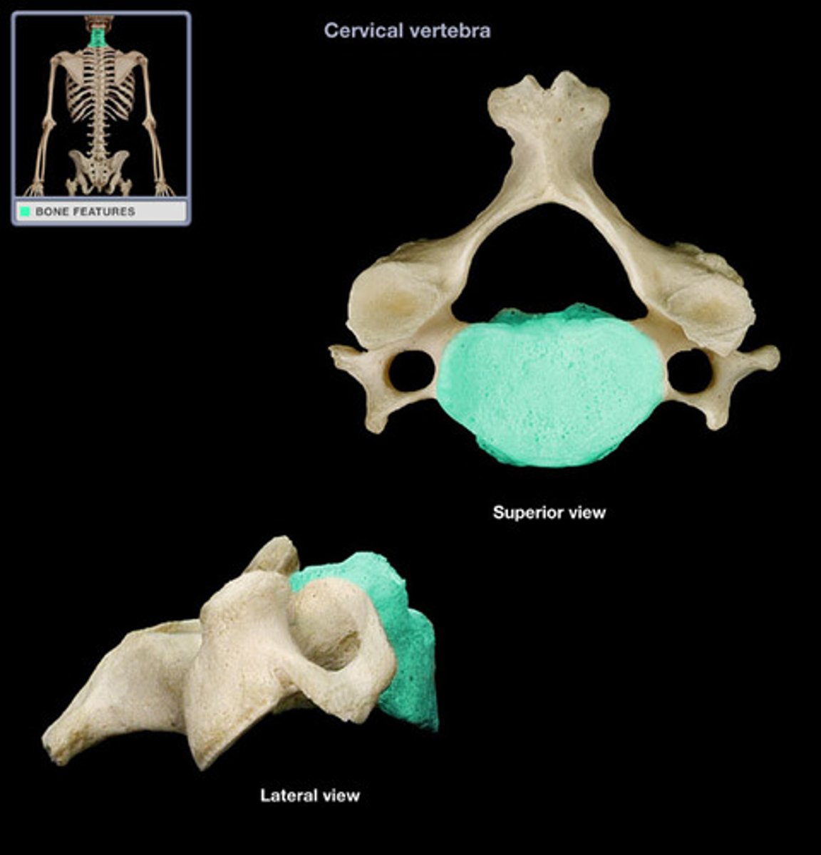 <p>large flat portion of a single vertebrae</p>