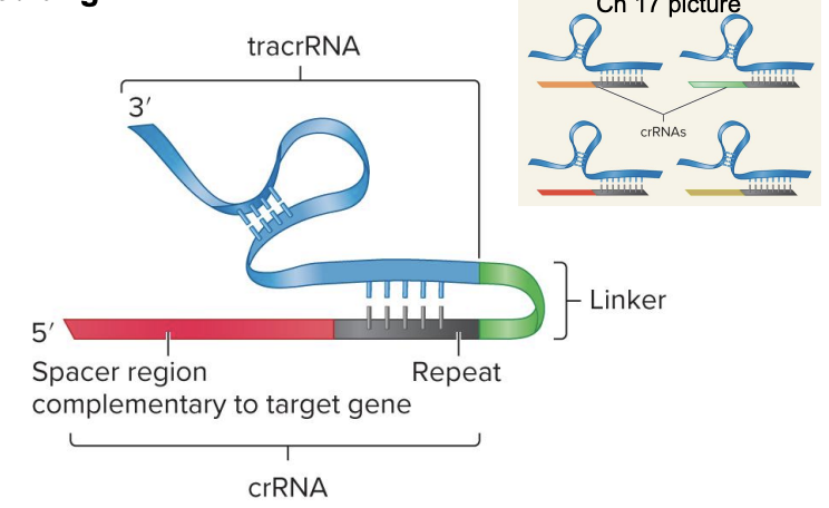 <ul><li><p><strong>crRNA + tracrRNA</strong> joined by a linker</p><ul><li><p>tracrRNA helps process pre-crRNA into crRNA</p><ul><li><p>recruit/guide Cas9 to target</p></li></ul></li><li><p>crRNA guides Cas9 to specific viral DNA to cut</p></li><li><p>contains “spacer” sequence matching viral DNA</p></li></ul></li><li><p>spacer region of sgRNA is complementary to target gene</p></li><li><p>guides Cas9 to specific location in bacteriophage DNA</p></li></ul><p></p>