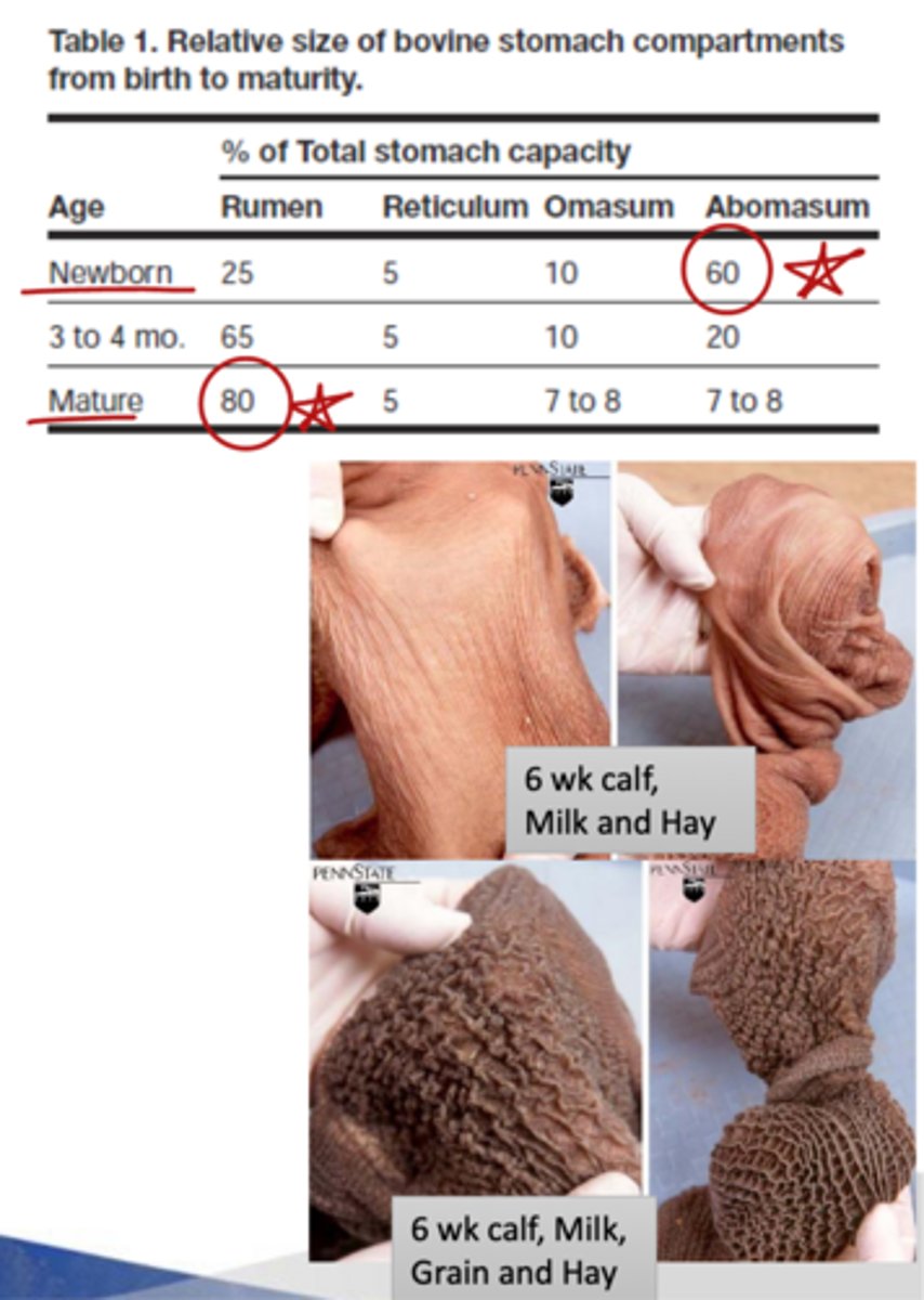 <p>what is the holding capacity of the mature rumen</p>