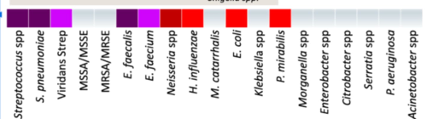 <p>• Anaerobes: +/- (oral anaerobes)</p><p>• Miscellaneous: </p><p>- L. monocytogenes</p><p>- H. pylori</p><p>- Salmonella spp.</p><p>- Shigella spp. </p><p>• Coverage - Looks just like Penicillin G/VK, with same coverage + light coverage for E. faecium, E. coli, H. influenzae and P. mirabilis and E. faecium</p>
