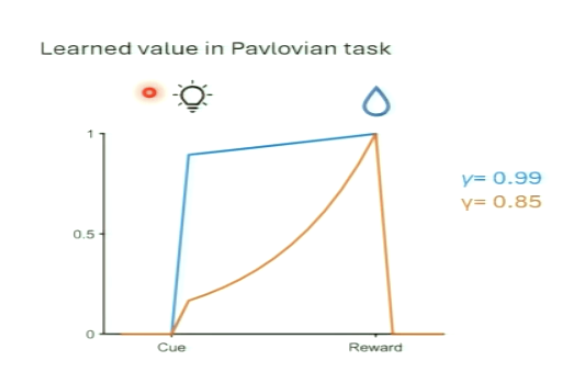 <p>the value at the time of the cue depends on the delay and the discount factor </p><p></p><p>larger factor → value stays high at cue (almost same as when it was at reward)</p><p>small factor/larger rate = value is low at cue compared to when it was at reward</p>