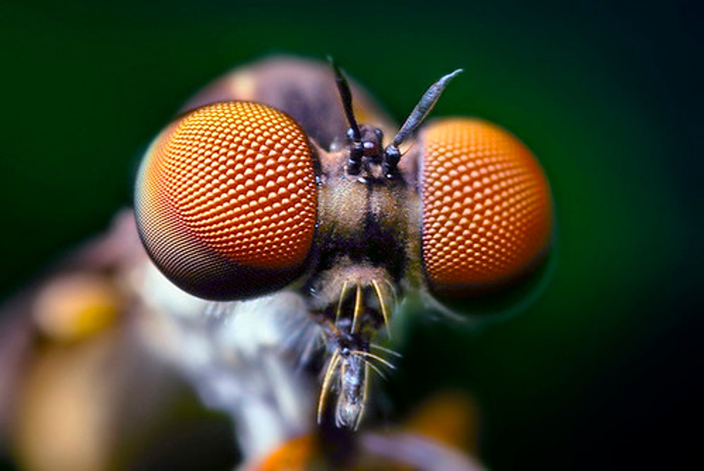 <p>Eyes made up of multiple light-sensing structures called ommatidia.</p>
