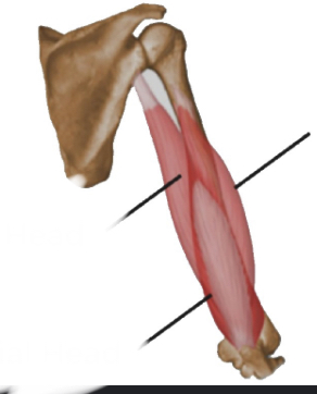 <p>Name muscle and its function</p>