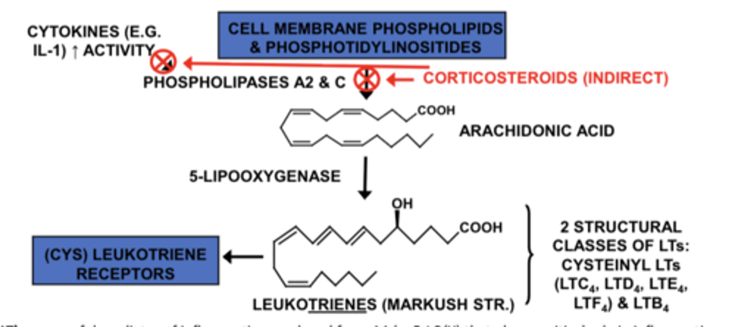 <p>Corticosteroids indirectly inhibit phospholipases A2 &amp; C, so arachidonic acid is not released, blocking both COX and LOX pathways. This is why they are anti-inflammatory</p>