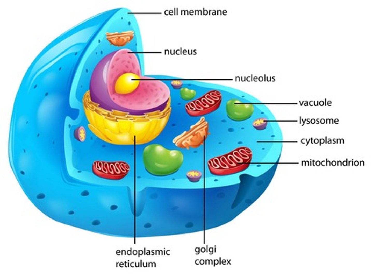 <p>Cellular respiration to produce energy, primarily through oxidative phosphorylation.</p>