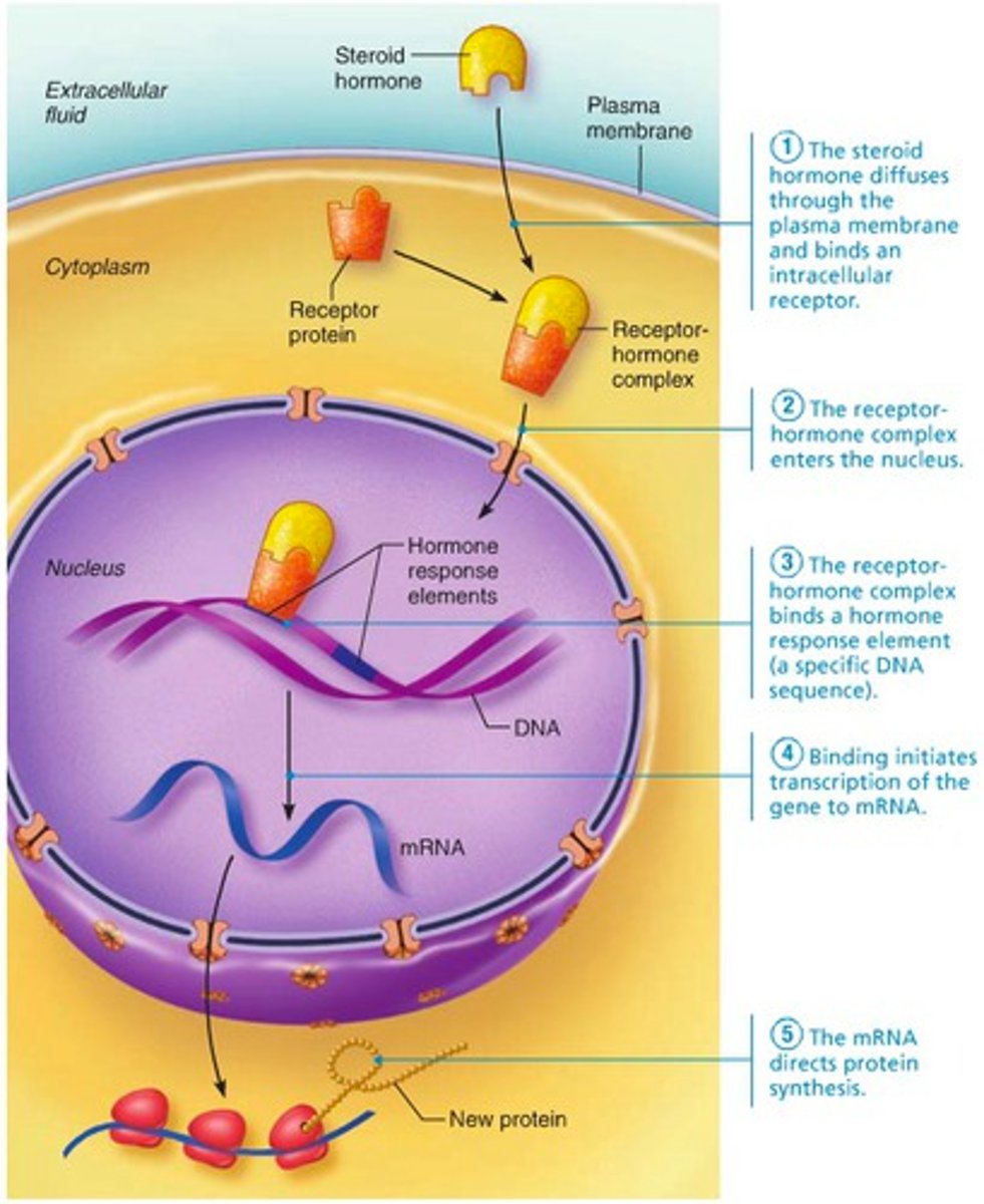 <p>diffuse into target cells and bind with intracellular recpeptors</p><p>-helps initiate DNA transcription to produce mRNA</p><p>-mRNA -&gt; proteins</p>