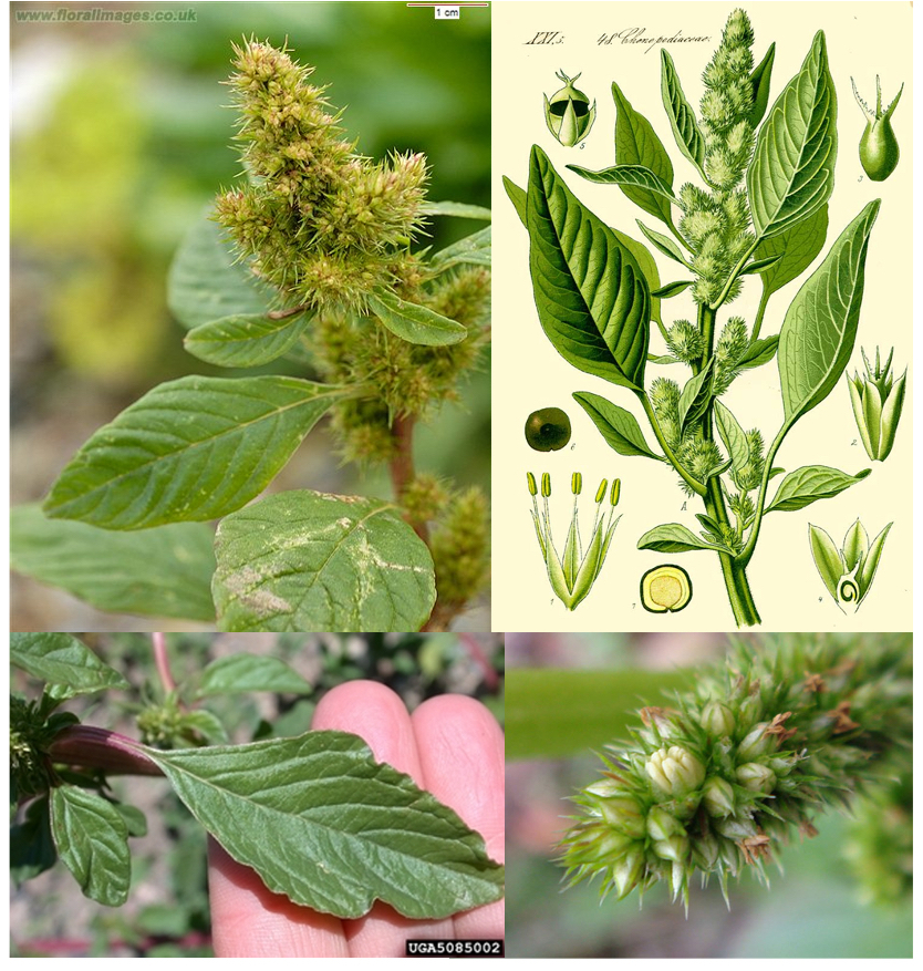 <p>(achene or utricle, unisexual, one ovule, no petals) </p>