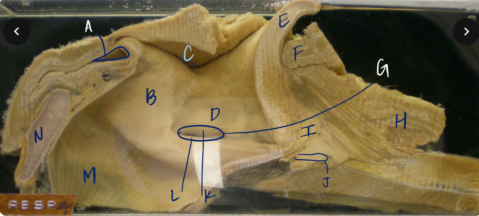 <p>L</p><p>horse laryngeal region, sagittal</p>