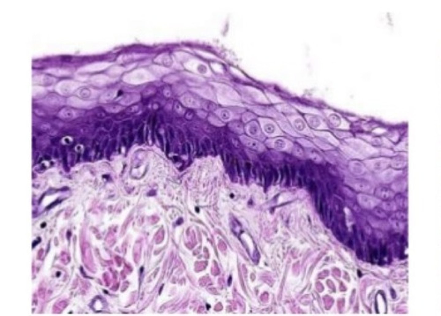 <p>superior surfae, oral/digestive</p>