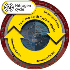 <p>Nitrogen</p>