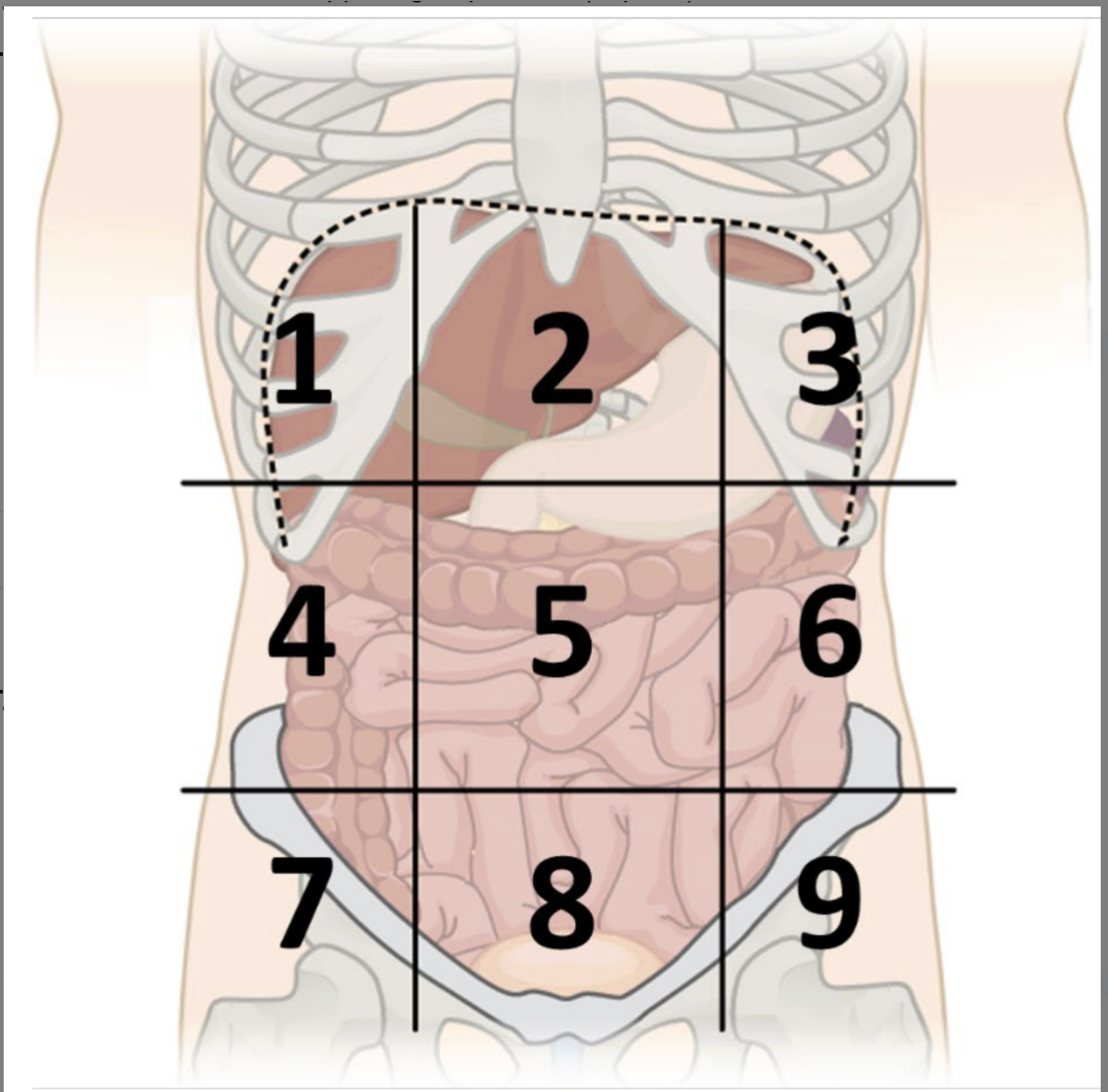 <p>abdominopelvic region 3</p>