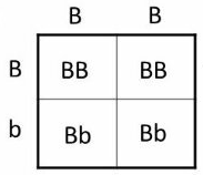 We see that there is no bb. That means there is no chance for them to have a blue eyed child.