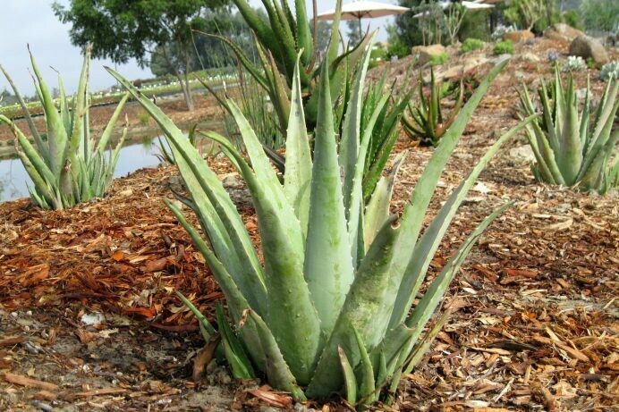 <p>Biological Origin: <strong><em>Aloe barbadensis Mill.</em></strong></p><p><strong>(Asphodelaceae)</strong></p><p>Common Name: <strong>Aloe Vera</strong></p><p>Part used: <strong>Mucilage</strong></p><p><strong>what extract of the plant is used traditionally?</strong></p><ul><li><p><u>gel extract, leaf extract, mucilage extract</u></p></li></ul><p>Traditional use:</p><ul><li><p><strong><u>Treatment of burns</u></strong></p></li><li><p><strong><u>hair growth / hair and scalp treatment</u></strong></p></li><li><p><strong><u>skin rashes</u></strong></p></li></ul><p>Medicinal use:</p><p><strong><u>●&nbsp; Treat chronic and severe radiation dermatitis</u></strong></p><p><strong>● <u>Laxative / purgative (when administered orally)</u></strong></p><p>Secondary metabolites:</p><p><strong>● <u>Anthraquinones</u></strong></p>