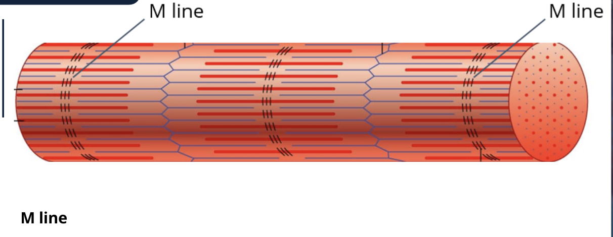 <p>M line</p>