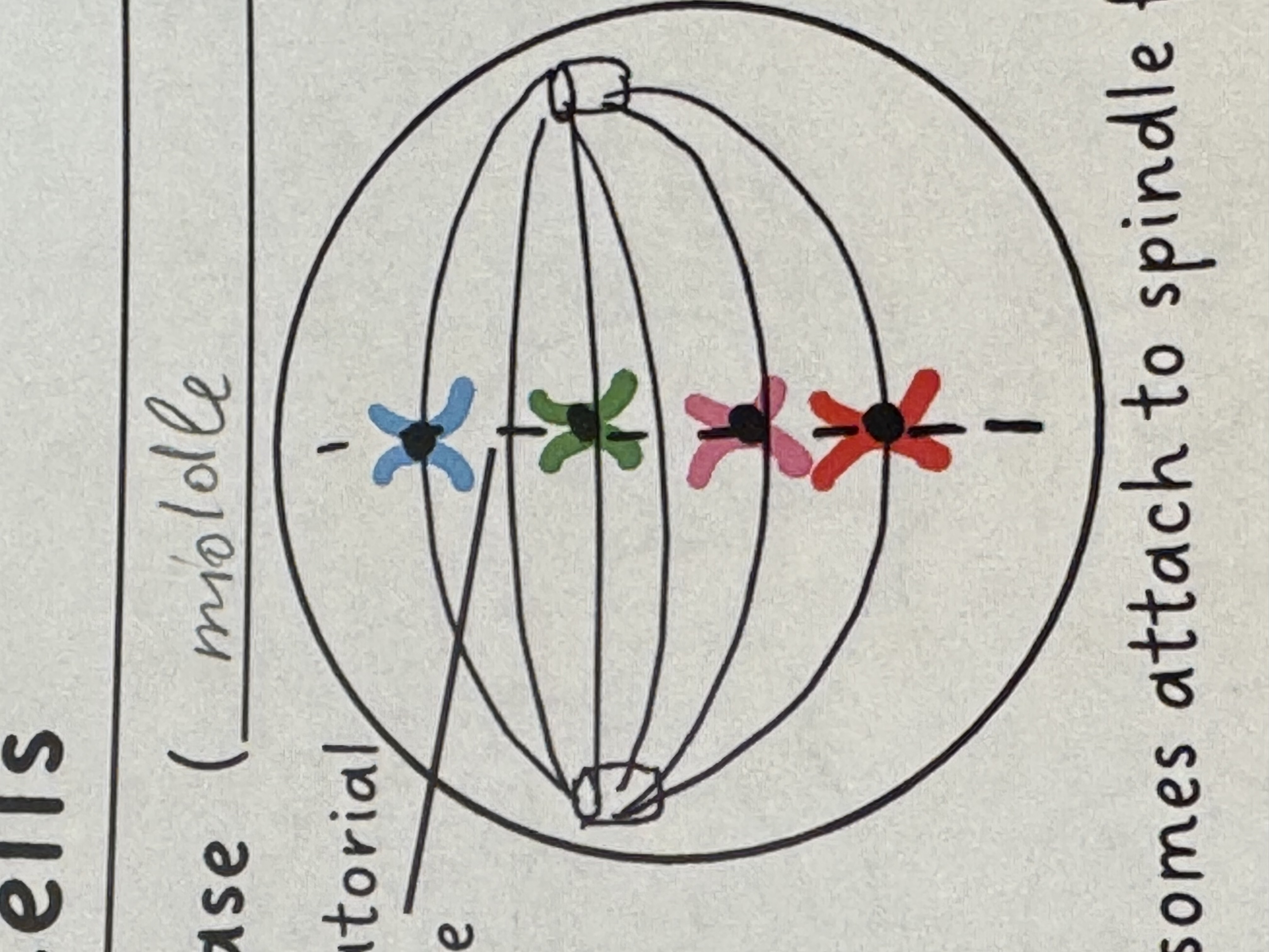 <p>5) Chromosomes attach to spindle fibers at their centromere </p><p>6) Replicated chromosomes line up on one top of another along the metaphase plate </p>