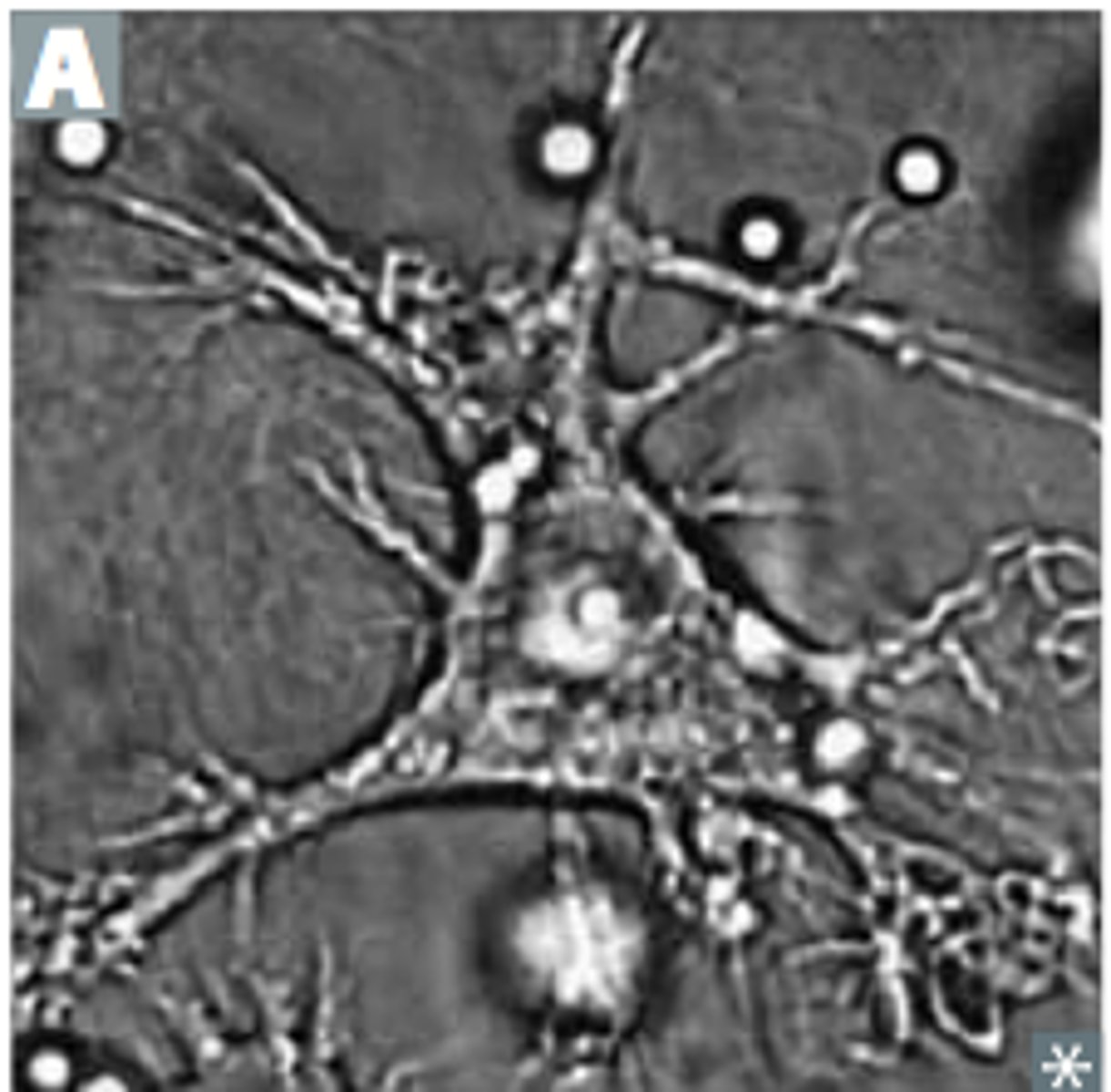 <p>trigger adaptive response by collecting info for T and B cells</p>