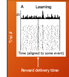<p>how was neuron data collected and what is the learning vs established phase?</p>